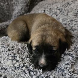 Boy 3- Blue - Fawn male Anatolian Shepherd Dog puppy in La Grange, Georgia from Florida Anatolian Shepherds