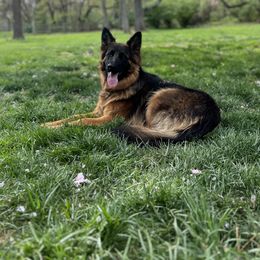 Glory - German Shepherd