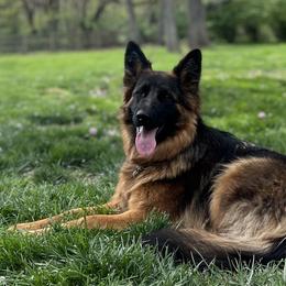 Glory - German Shepherd