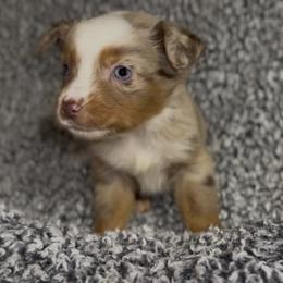 Honeybun - Red merle female Miniature Australian Shepherd puppy in Michie, Tennessee from Acton Aussies