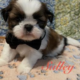 Sulley - Black gold and white male Shih Tzu puppy in Hemet, California from Aloha Shih Tzu