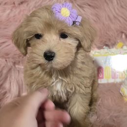 Daisa - Champagne female Maltipoo puppy in Lebanon, Kentucky from Mosaic Merle Doodles