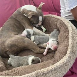 Boston Terrier Puppies from Bozman Boston’s