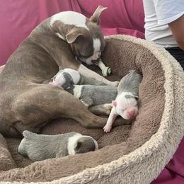 Boston Terrier Puppies from Bozman Boston’s