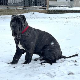 T'Challa - Blue male Neapolitan Mastiff puppy in Indiana from Unique Uprisings