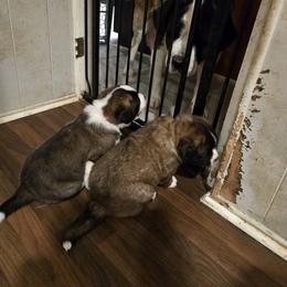 Saint Bernard Puppies from Cincinnati St. Bernards