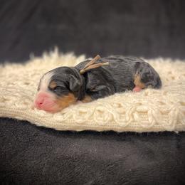 Boston - Tri-color male Bernedoodle puppy in Idaho from Bernese By Barzees