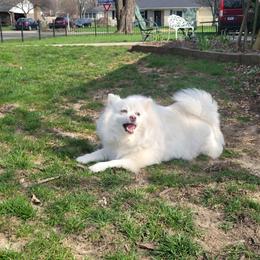 American Eskimo Dog puppies from Turks Eskis