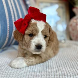 Pearl - female Cavapoochon puppy in Lucas, Ohio from Apricot Lane Puppy