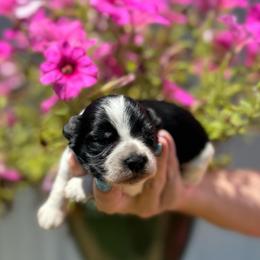Joy - Hot Pink Girl - Parti female Miniature Schnauzer puppy in Oneonta, Alabama from Murphree Valley Kennels