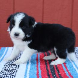 AKC Grand Champion Sired (BM2) - Black male Border Collie puppy in Noble, Oklahoma from CheckItOut Border Collies