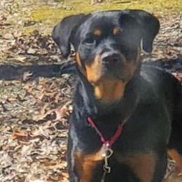 Rottweilers from Nicolle Stone