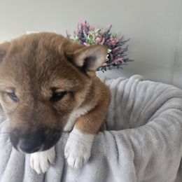 Shiba Inu Puppies from Shiba Shenanigans