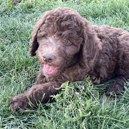 Labradoodle and Poodle Puppies from Top Knot Companions Poodles and Labradoodles