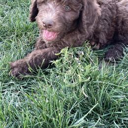 Labradoodle and Poodle Puppies from Top Knot Companions Poodles and Labradoodles