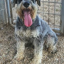 LOUIE - Miniature Schnauzer