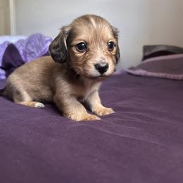Shaded Cream Male AKC - Cream male Dachshund puppy in Lehigh Acres, Florida from Ruby Rose Dachshund Dynasty