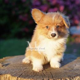 Melody (Female 1) Fluff - Sable female Pembroke Welsh Corgi puppy in Straughn, Alabama from Magnolia Creek Corgis