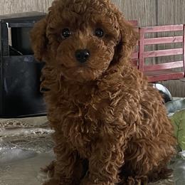 Vancouver - Red  male Poodle puppy in Lagrange, Indiana from Heavn Sent Acres