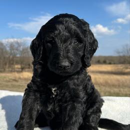 Bishop - Black male Goldendoodle puppy in Osage City, Kansas from Golden Ridge Goldens