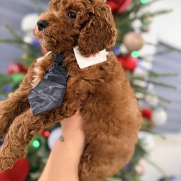French Bulldog and Goldendoodle Puppies from Haus of Pawz