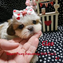 Cloe 3rd born - Tricolor female Shih Tzu puppy in Havelock, North Carolina from Sugar Paws Heavenly Shih Tzu’s