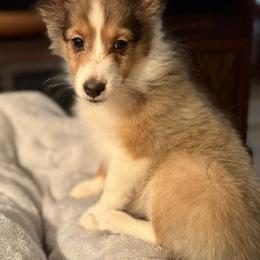 Biscuit - Sable and white female Shetland Sheepdog puppy in Martinton, Illinois from KW Kennels