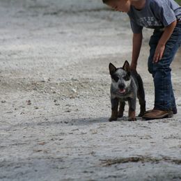 Australian Cattle Dog Puppies from Rockin C Heelers