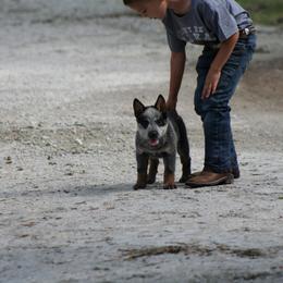 Australian Cattle Dog Puppies from Rockin C Heelers