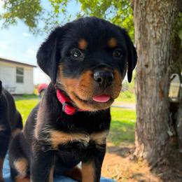 Red collar female - Black and mahogany female Rottweiler puppy in Birmingham, Alabama from K&B Rotts