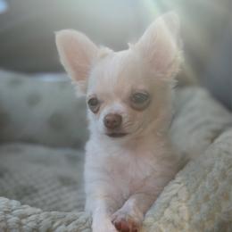 Chihuahua puppies from Cloud9 Chihuahuas