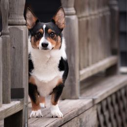 American Corgi and Pembroke Welsh Corgi All Grown Up from Rawson Ridge Corgis