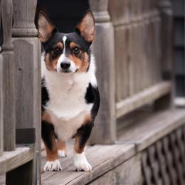 American Corgi and Pembroke Welsh Corgi All Grown Up from Rawson Ridge Corgis