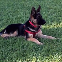 German Shepherds from Dogmaster