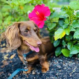 Tinker bell - Dachshund