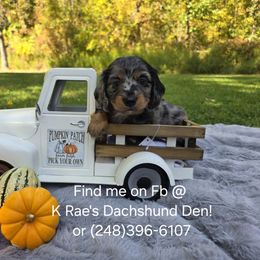 Chewbarka AKC 3000 - Dapple male Dachshund puppy in Lady Lake, Florida from K Rae's Dachshunds