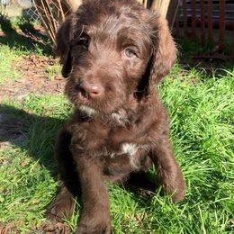 Goldendoodle and Labradoodle Puppies from Endless Pawsabilities Breeding and Training