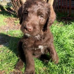 Goldendoodle and Labradoodle Puppies from Endless Pawsabilities Breeding and Training