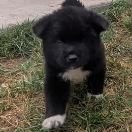 Gray Boy - Black male Akita puppy in Yankton, South Dakota from Akita Kai Magic