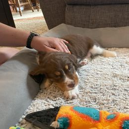 English Springer Spaniel Puppies from Timothy Naylor