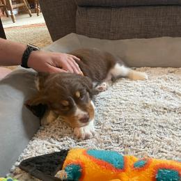 English Springer Spaniel Puppies from Timothy Naylor