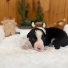 Colt - Black and white male Border Collie puppy in Owenton, Kentucky from Three16 Ranch