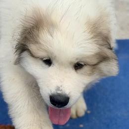 Moose Red collar male - White and badger male Great Pyrenees puppy in Fair Grove, Missouri from Allen Wags & Woolies