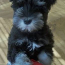 Miniature Schnauzers from Noreen Hand PremierMiniatureSchnauzers.com