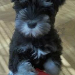 Miniature Schnauzers from Noreen Hand PremierMiniatureSchnauzers.com