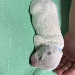 Blue collar boy - White and black male Dalmatian puppy in Wilson, North Carolina from New Horizonz Dalmatians