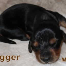 Trigger - Black and tan male Dachshund puppy in Paris, Texas from Kuttin’ Up Mini Aussies