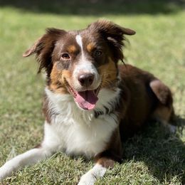 Uh-Oh - Miniature American Shepherd