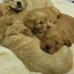 Golden Retriever Puppies from Goldens of Hamm Hollow