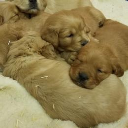 Golden Retriever Puppies from Goldens of Hamm Hollow